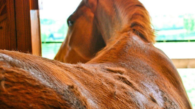 Além de boa alimentação, o cuidado estético do cavalo é fundamental que conte com produtos de qualidade, como a linha Equinos Top Vet
